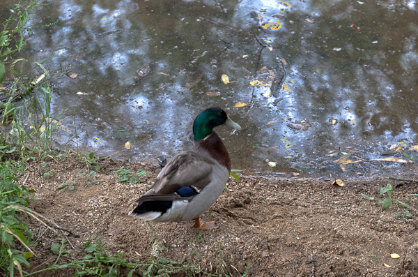 一龍旅館 潜入編 其の八 探索完了-5