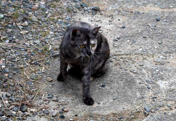 一龍旅館 潜入編 其の八 探索完了-6