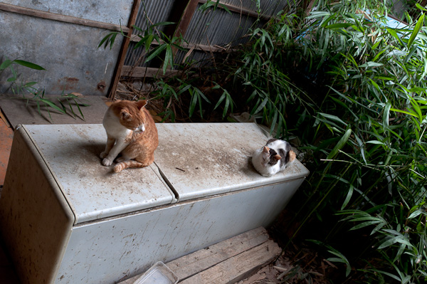 一龍旅館 潜入編 其の八 探索完了-7