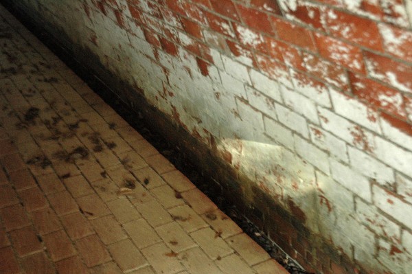 和歌山市 深山第一砲台跡 その四-5