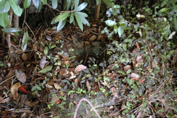 和歌山市 深山第陸砲台跡 その陸-2