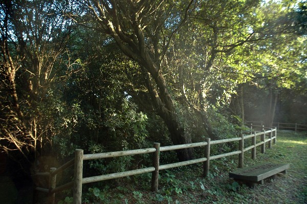 和歌山市 深山第陸砲台跡 その陸-4