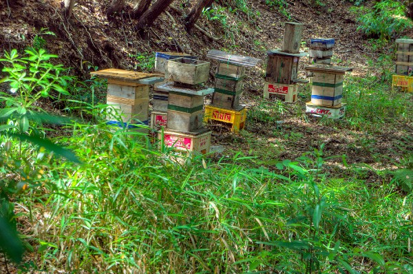 和歌山市　加太砲台跡・田倉崎砲台跡　其の参-2
