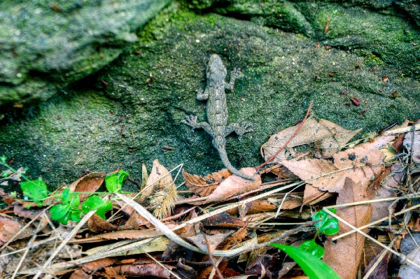 和歌山市　加太砲台跡・田倉崎砲台跡　其の参-5
