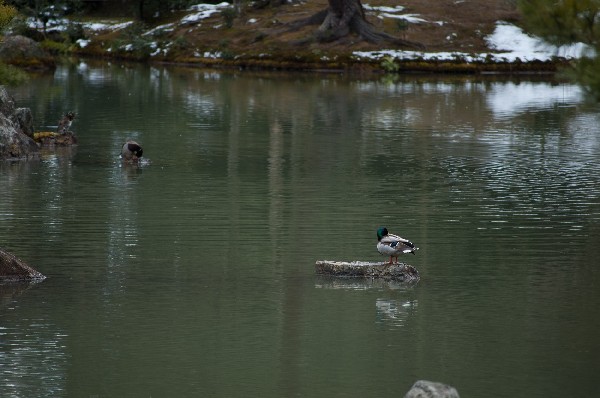 金閣寺周辺　#kinkakuji #kyoto #japan　-7
