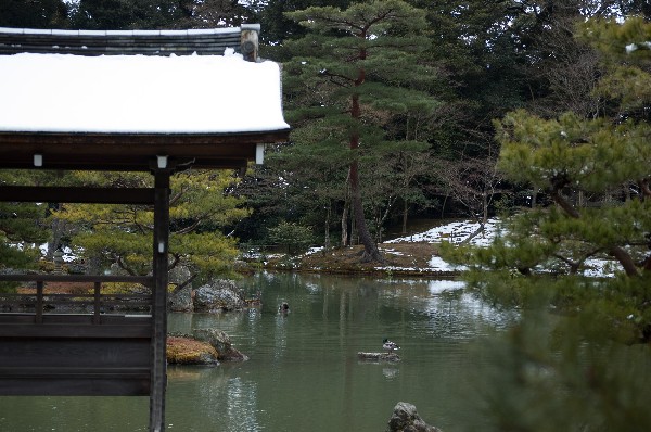 金閣寺周辺　#kinkakuji #kyoto #japan　-8
