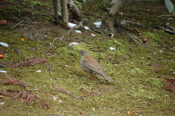 金閣寺を離れ鉄道に-5
