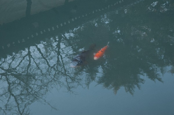 東本願寺 西本願寺-1