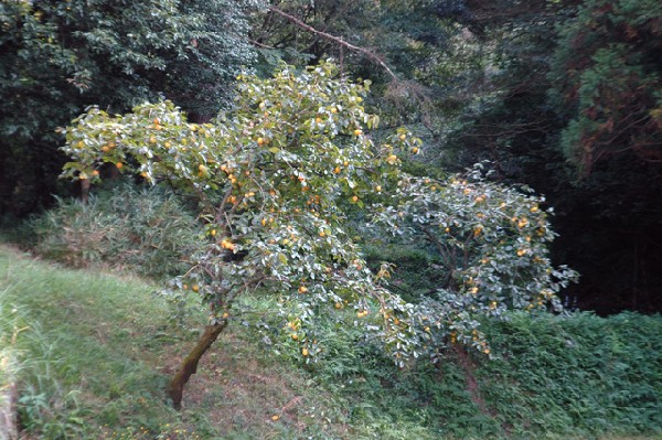熊取町 雨山城跡 其の壱-2