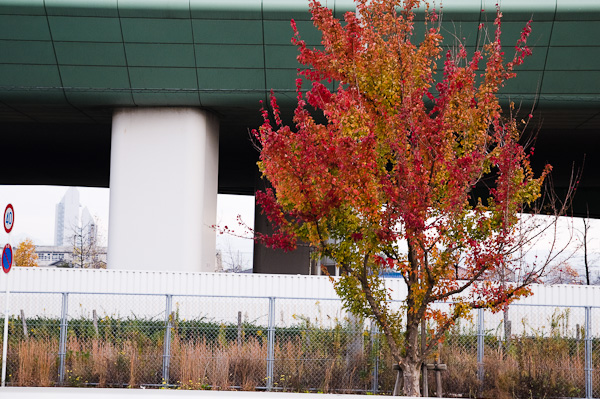 りんくうタウン~町場 -7