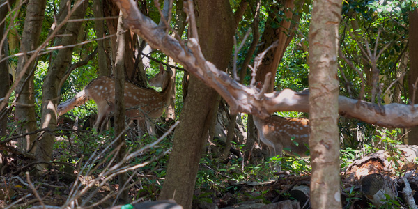 ◆友ヶ島 其の拾伍 第二砲台~聴音所跡へ-4