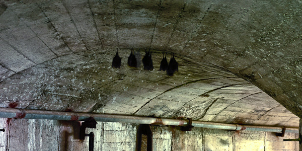 ◆白石鉱山-白亜の迷宮 其の壱拾壱-3