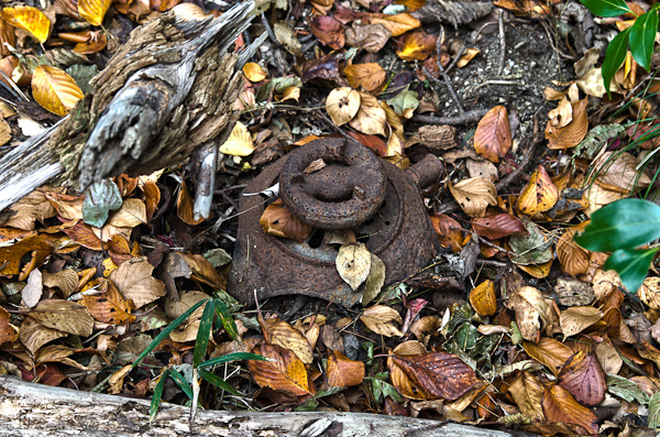 ◆秋のマヤカン 其の弐-1
