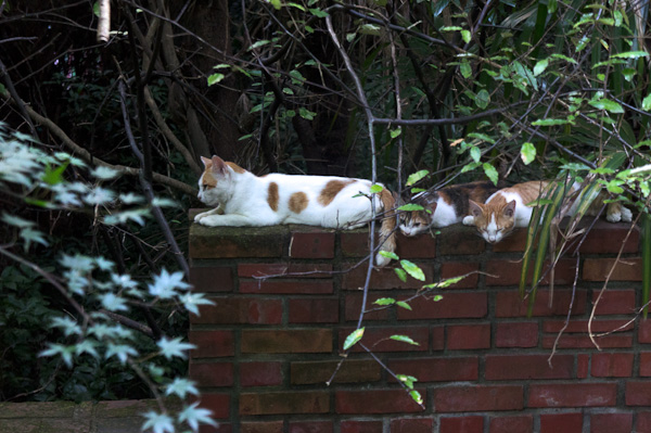◆光華寮 其の参 最終回と若王子-4