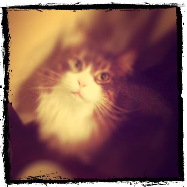 ◆iPhone + LomoLomo-5