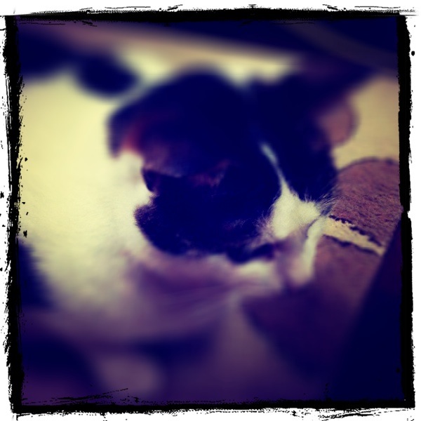 ◆iPhone + LomoLomo-7