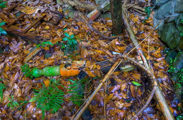 ◆ほととぎす 再び 其の参-2