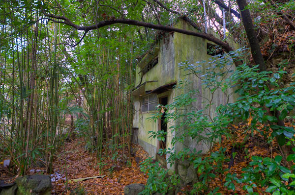 ◆ほととぎす 再び 其の参-3