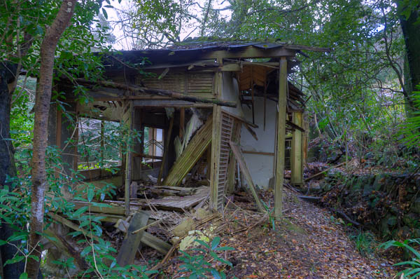 ◆ほととぎす　再び　其の六-3